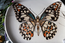 Charger l'image dans la galerie, Mariposa "Naturaleza" - arteypureza